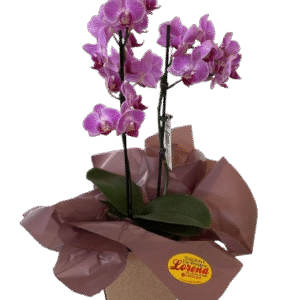 Mini Orquídea no Cachepô de Papel Cores Variadas