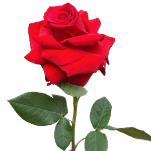 Rosa Colombiana Simples