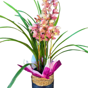 Orquídea Cymbidium