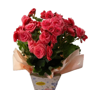 Begônia No Cachepô de Papel