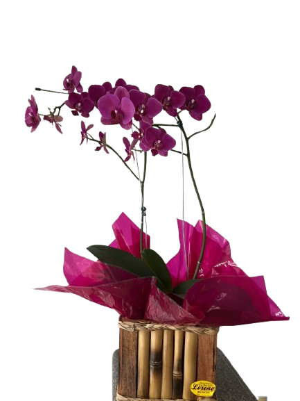 Orquídea no Cachepô de Madeira Cores Variadas 19 WhatsApp_Image_2026-01-29_at_17.04.26-removebg-preview