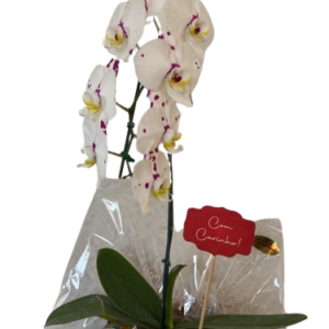 Orquídea no Cachepô de Papel Cores Variadas