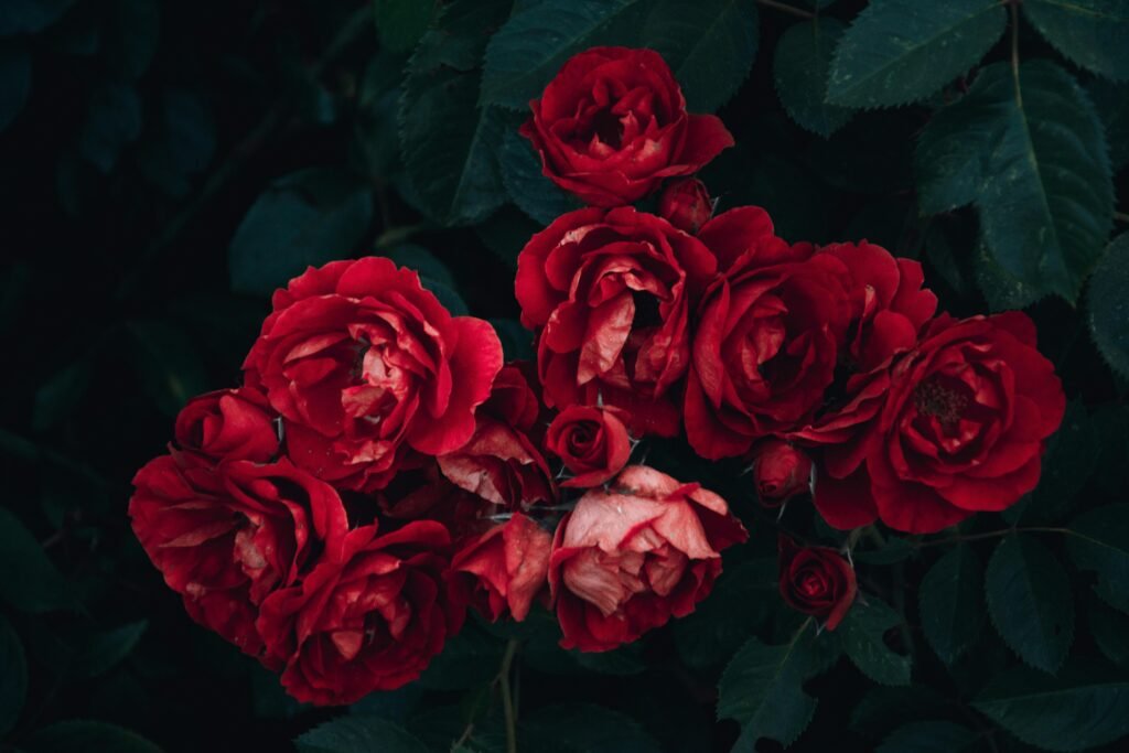 buquê de rosas