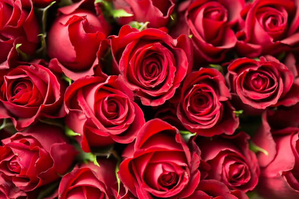 12 cuidados com buquê de rosas para manter fresco por mais tempo 4 Lorena Floricultura Araxá MG - Buque de rosa, Cestas de Café da manhã pexels picjumbo com 55570 196664