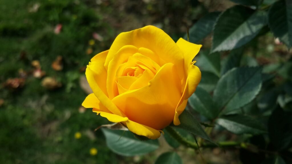 7 significados das cores das rosas: o que cada cor simboliza 3 Lorena Floricultura Araxá MG - Buque de rosa, Cestas de Café da manhã pexels pixabay 209004
