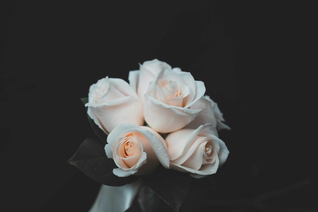 rosas brancas
