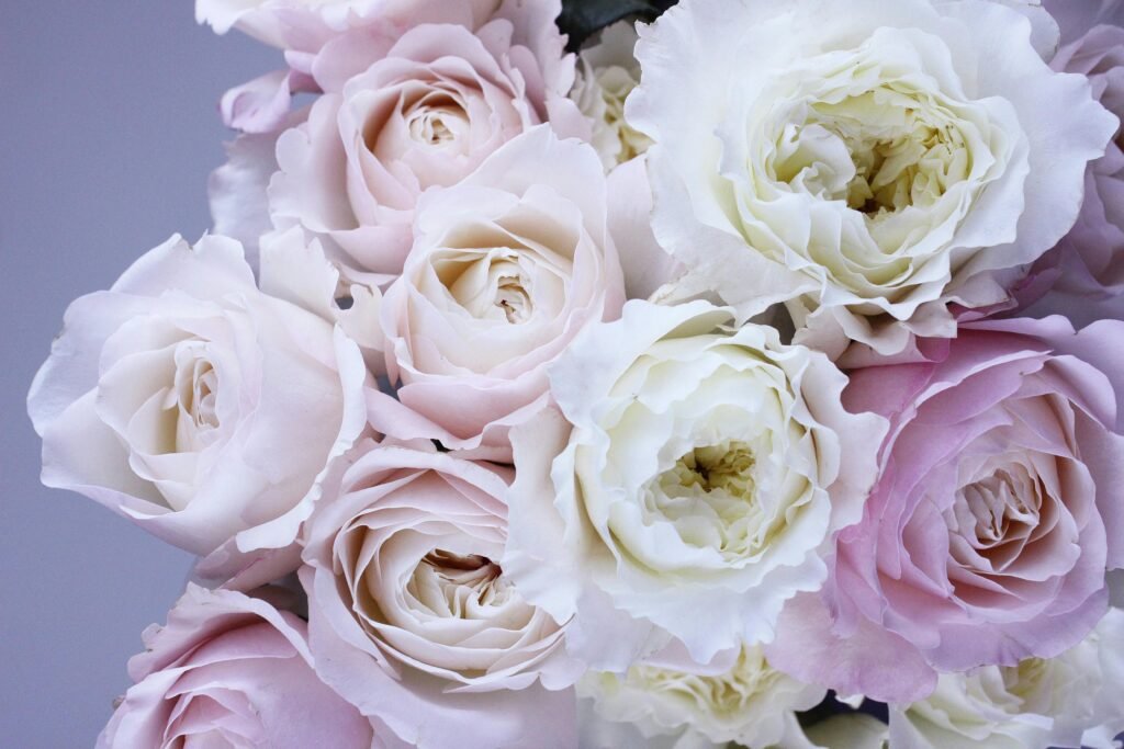 7 significados das cores das rosas: o que cada cor simboliza 2 rosas