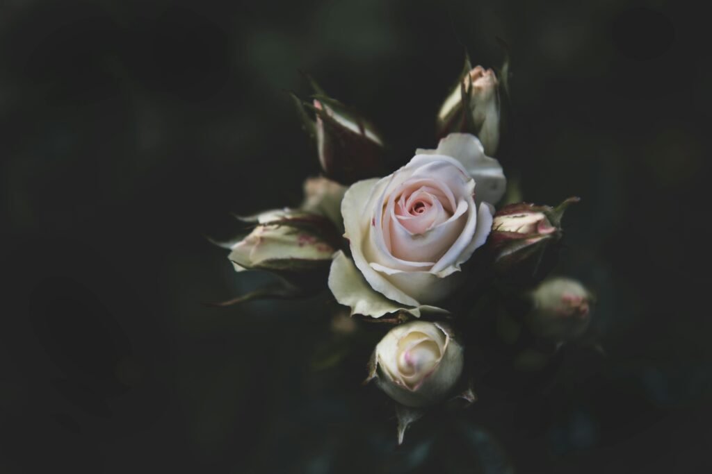 Buquê de rosas brancas: quando optar por elegância e pureza 3 rosas brancas