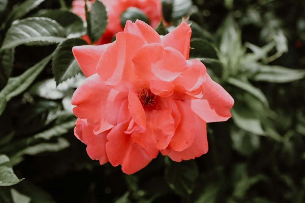 12 cuidados com buquê de rosas para manter fresco por mais tempo 1 Lorena Floricultura Araxá MG - Buque de rosa, Cestas de Café da manhã pexels yasemin gunes 327517046 18062833