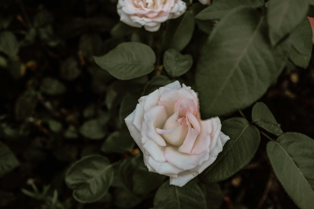 12 cuidados com buquê de rosas para manter fresco por mais tempo 2 Lorena Floricultura Araxá MG - Buque de rosa, Cestas de Café da manhã pexels yasemin gunes 327517046 18063101