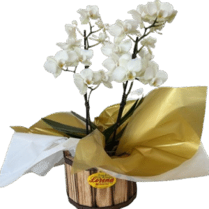 Mini Orquídea no Cachepô De Madeira Cores Variadas