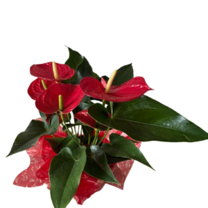 WhatsApp Image 2025 12 13 at 08.50.54 1 removebg preview (1)