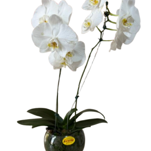Home 2024 4 Orquídea no Vidro